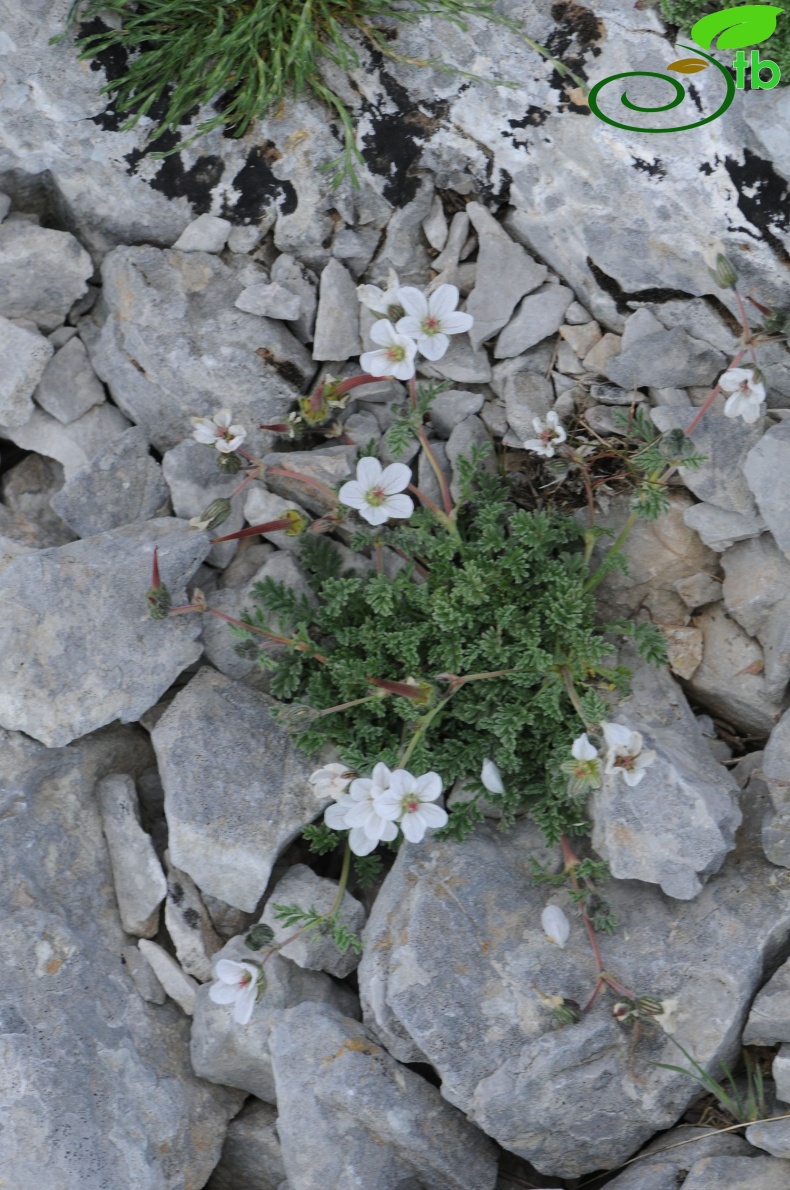 subsp. akdagensis
