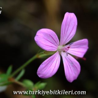 ssp. asphodeloides-Yalova