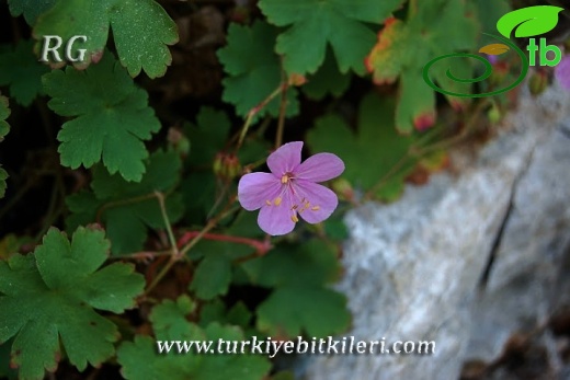 Akseki-Antalya