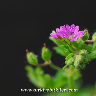 subsp.molle-İzmir
