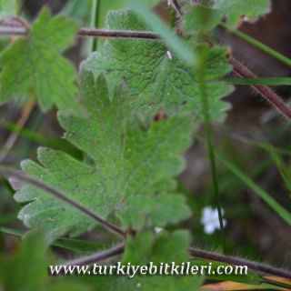 İkizdere-Rize