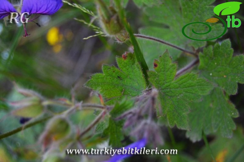 İkizdere-Rize
