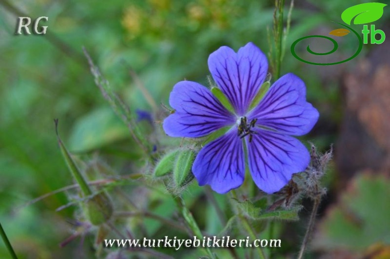 İkizdere-Rize