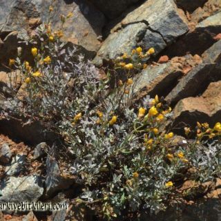 ssp aviculariifolium var aviculariifolium-Datça-Muğla