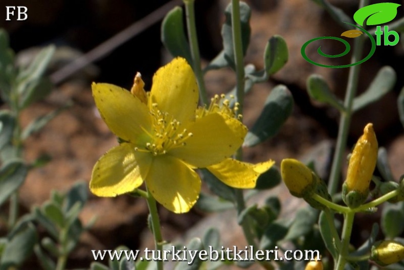 ssp depilatum var depilatum-Sandras dağı-Köyceğiz