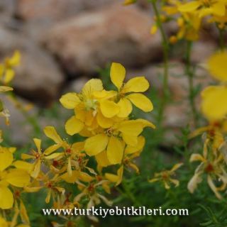 var elongatum-Aladağlar-Niğde