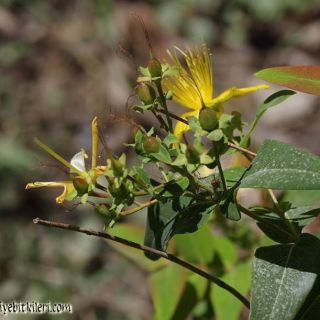 subsp. majus-Osmaniye