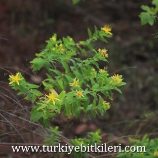 Gündoğmuş-Antalya