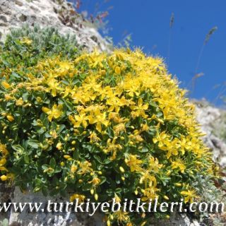 Silifke-Mersin