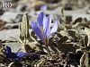 Crocus cancellatus subsp cancellatus