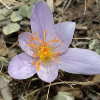 Karaman