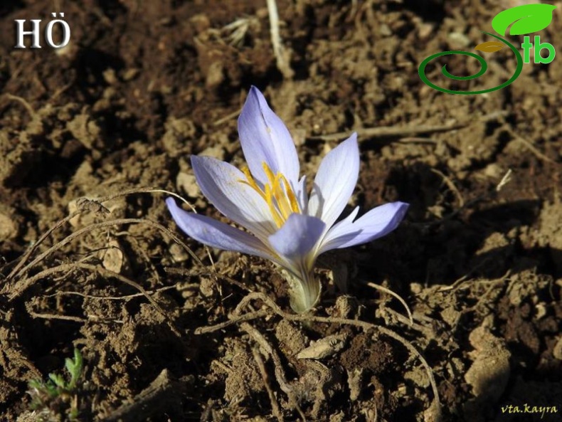 Crocus cancellatus subsp cancellatus