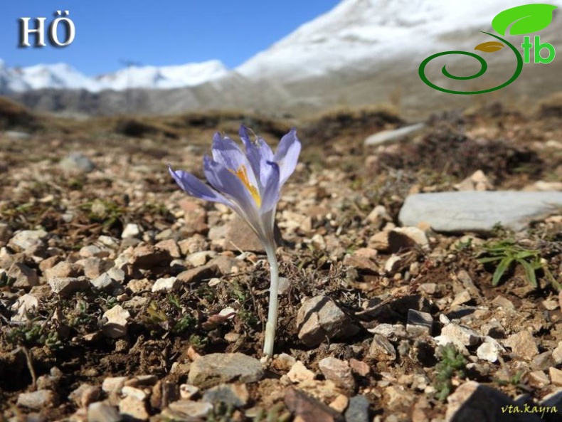 Crocus cancellatus subsp cancellatus