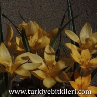 Sarı (yellow) form