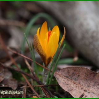 Gündoğmuş-Antalya