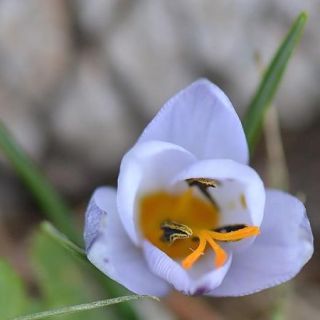 Kazdağları