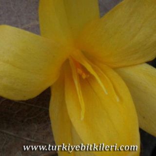 subsp. flavus-Kandıra-İzmit