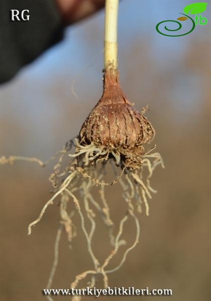 Kızılcahamam-Ankara