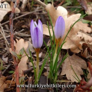 subsp. violaceus-İstanbul