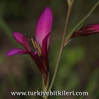 Osmaniye