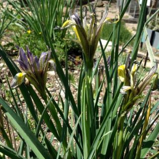 subsp. dumaniana-NGBB