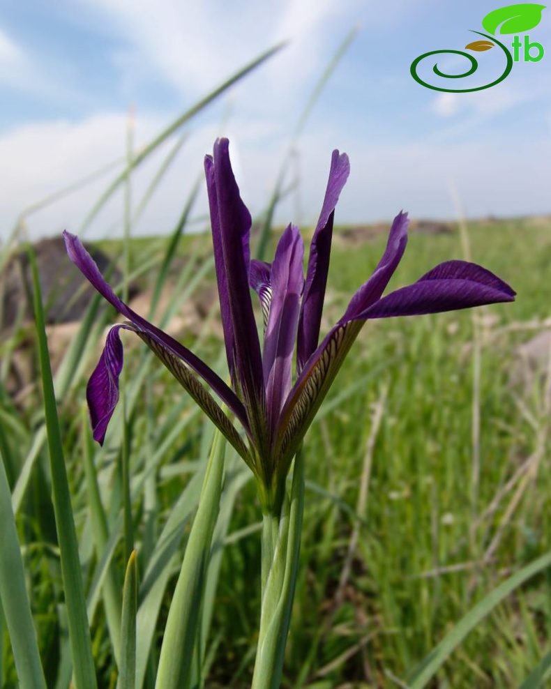 Subsp. masiae-Şanlıurfa