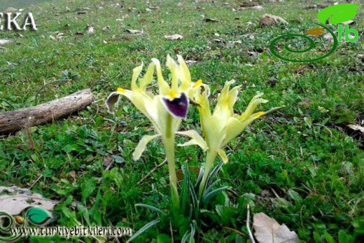 Hakkari