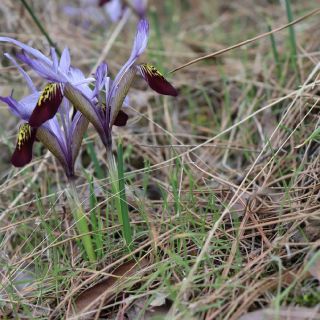 subsp. isikgunerii-Kahramanmaraş