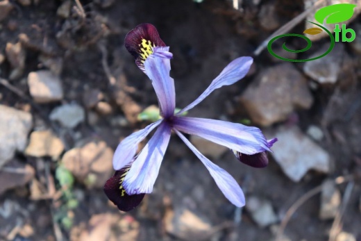 subsp. isikgünerii-Kahramanmaraş