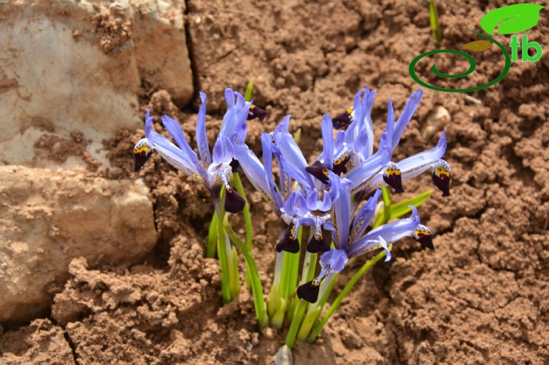 subsp. selahattinii-Şirvan