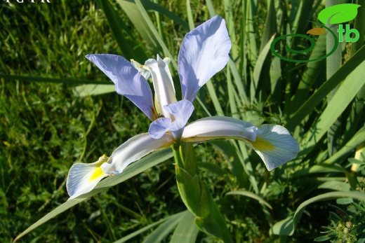 subsp. musulmanica- Erzincan