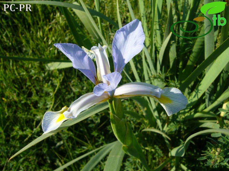 subsp. musulmanica- Erzincan