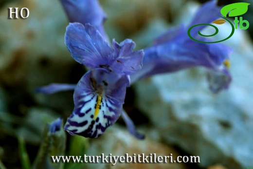 subsp. allisonii-Gündoğmuş-Antalya
