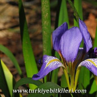 subsp.carica var.carica-İzmir