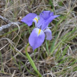 subsp.carica var.syriaca-Hatay
