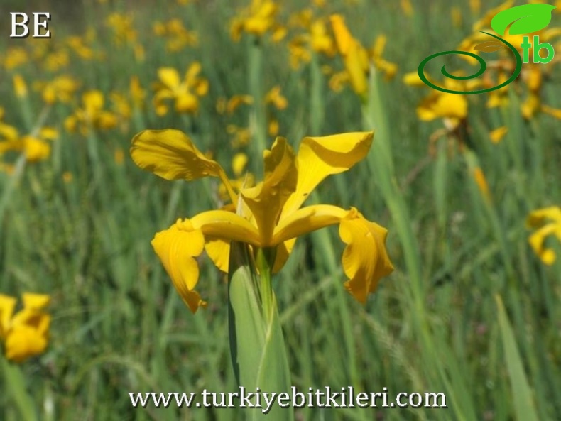 Köyceğiz-Muğla