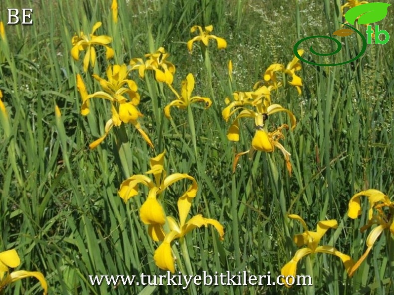 Köyceğiz-Muğla