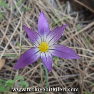 var.bulbocodium-Muğla