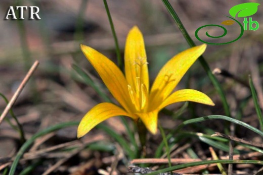 var. crocea-Antalya