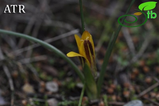 var. crocea-Antalya