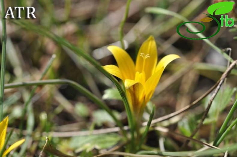 var. crocea-Antalya