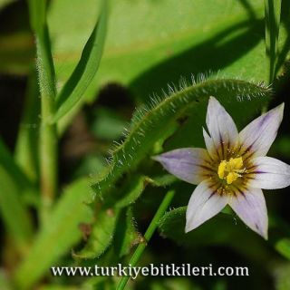 subsp.columnae-İzmir