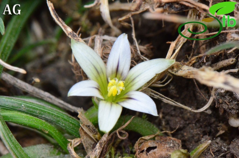 subsp. columnae-Samsun