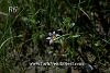 ssp ramiflora-Adana