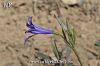 subsp. montanum-Malatya