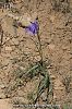 subsp. montanum-Malatya