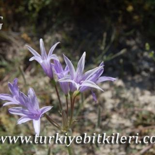 Silifke-Mersin