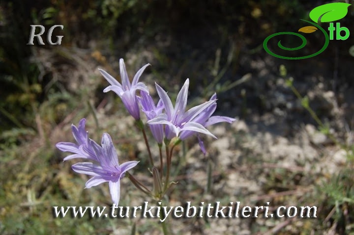 Silifke-Mersin