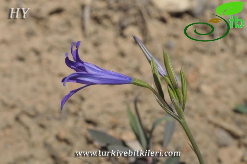 subsp. montanum-Malatya