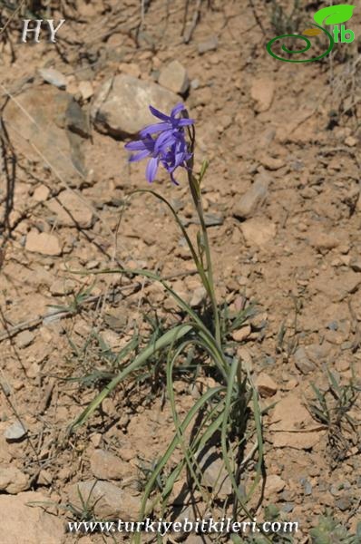 subsp. montanum-Malatya